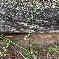 Goodenia heterophylla (Variable-leaved Goodenia) at Woollamia, NSW - 26 Sep 2024 by lbradley