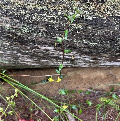 Goodenia heterophylla (Variable-leaved Goodenia) at Woollamia, NSW - 26 Sep 2024 by lbradley