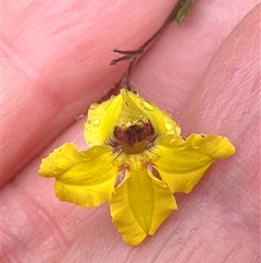 Goodenia heterophylla at Woollamia, NSW - 26 Sep 2024 01:24 PM