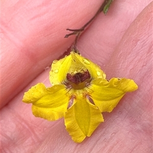 Goodenia heterophylla at Woollamia, NSW - 26 Sep 2024 01:24 PM