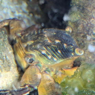 Unverified Crab at Coodanup, WA - 26 Sep 2024 by Trina