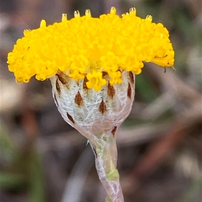 Leptorhynchos squamatus subsp. squamatus (Scaly Buttons) at Whitlam, ACT - 26 Sep 2024 by SteveBorkowskis