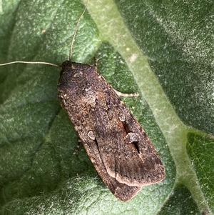 Agrotis infusa at Belconnen, ACT - 26 Sep 2024