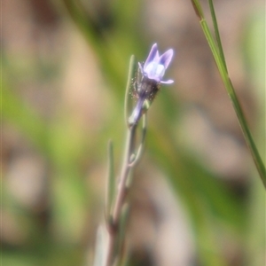 Linaria arvensis at Whitlam, ACT - 24 Sep 2024