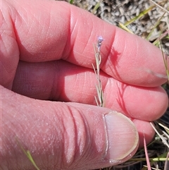 Linaria arvensis at Whitlam, ACT - 24 Sep 2024