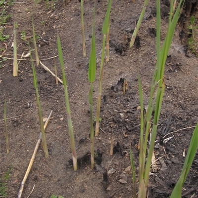 Phragmites australis (Common Reed) at Macgregor, ACT - 11 Sep 2024 by pinnaCLE