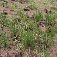 Bulbine bulbosa (Golden Lily, Bulbine Lily) at Macgregor, ACT - 11 Sep 2024 by pinnaCLE