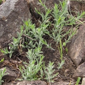 Wahlenbergia sp. at Macgregor, ACT - 11 Sep 2024