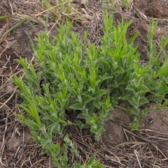 Wahlenbergia sp. at Macgregor, ACT - 11 Sep 2024