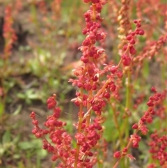 Rumex acetosella (Sheep Sorrel) at Latham, ACT - 11 Sep 2024 by pinnaCLE