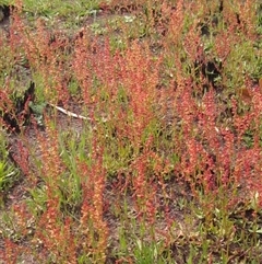 Rumex acetosella at Latham, ACT - 11 Sep 2024 02:46 PM