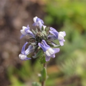 Linaria arvensis at Latham, ACT - 11 Sep 2024 02:48 PM