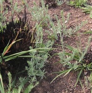 Linaria arvensis at Latham, ACT - 11 Sep 2024