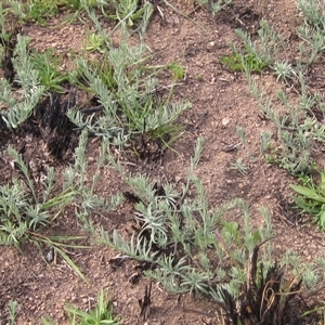 Linaria arvensis at Latham, ACT - 11 Sep 2024