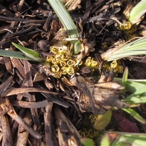 Lomandra bracteata at Macgregor, ACT - 11 Sep 2024 02:52 PM