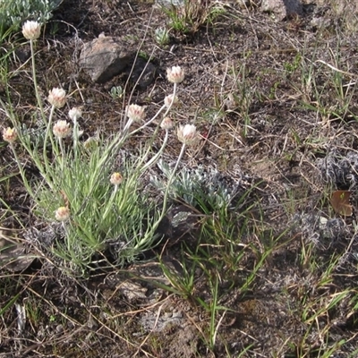 Leucochrysum albicans subsp. tricolor (Hoary Sunray) at Macgregor, ACT - 11 Sep 2024 by pinnaCLE