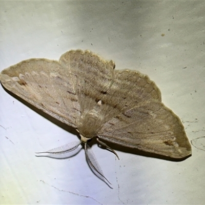 Syneora lithina (Stoney Barkmoth) at Arakoon, NSW - 21 Aug 2024 by Pirom