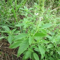Ocimum (genus) at Mount Carbine, QLD - 10 Jan 2023 03:32 PM