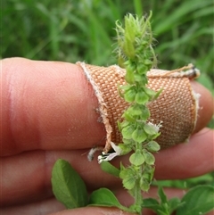 Ocimum (genus) at Mount Carbine, QLD - 10 Jan 2023 03:32 PM