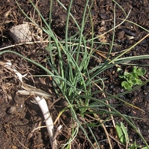 Carex bichenoviana at Macgregor, ACT - 11 Sep 2024