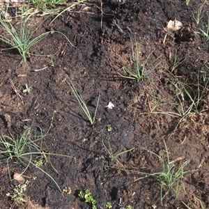 Carex bichenoviana at Macgregor, ACT - 11 Sep 2024