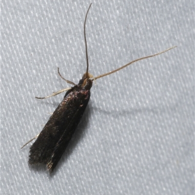 Lecithocera (genus) (A Gelechioid moth (Lecithoceridae)) at Freshwater Creek, VIC - 16 Feb 2021 by WendyEM