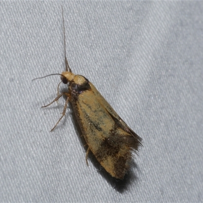 Olbonoma triptycha (Chezela Group) at Freshwater Creek, VIC - 15 Feb 2021 by WendyEM