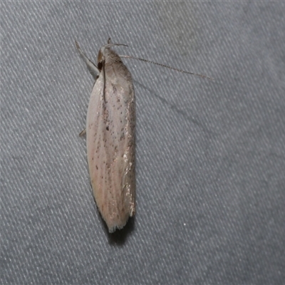 Eochrois acutella (A Concealer moth (Wingia Group)) at Freshwater Creek, VIC - 15 Feb 2021 by WendyEM