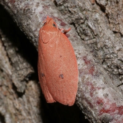 Garrha pudica (Modest Dullmoth) at Freshwater Creek, VIC - 16 Feb 2021 by WendyEM