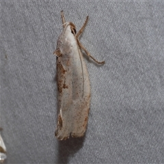 Tymbophora peltastis (A Xyloryctid moth (Xyloryctidae)) at Freshwater Creek, VIC - 15 Feb 2021 by WendyEM