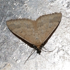 Scopula rubraria (Reddish Wave, Plantain Moth) at Freshwater Creek, VIC - 15 Feb 2021 by WendyEM