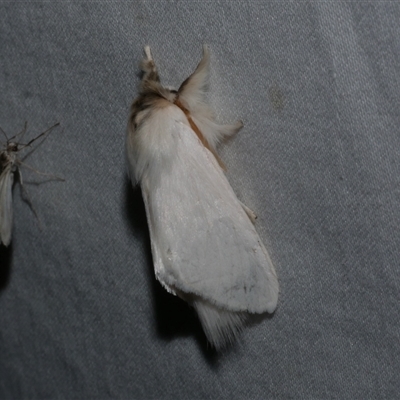 Trichiocercus sparshalli (Sparshall's Moth) at Freshwater Creek, VIC - 16 Feb 2021 by WendyEM