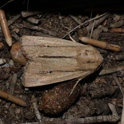 Leucania diatrecta (A Noctuid moth) at Freshwater Creek, VIC - 15 Feb 2021 by WendyEM