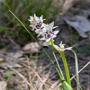 Wurmbea dioica subsp. dioica at Watson, ACT - 16 Sep 2024 10:51 AM