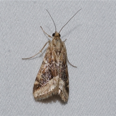 Hellula hydralis (Cabbage Centre Moth) at Freshwater Creek, VIC - 18 Feb 2021 by WendyEM