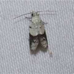 Tracholena sulfurosa (A tortrix moth) at Freshwater Creek, VIC - 18 Feb 2021 by WendyEM