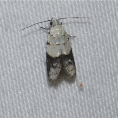 Tracholena sulfurosa (A tortrix moth) at Freshwater Creek, VIC - 18 Feb 2021 by WendyEM