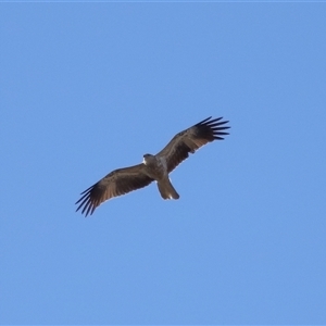 Haliastur sphenurus at Throsby, ACT - 28 Jun 2024