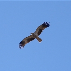 Haliastur sphenurus at Throsby, ACT - 28 Jun 2024