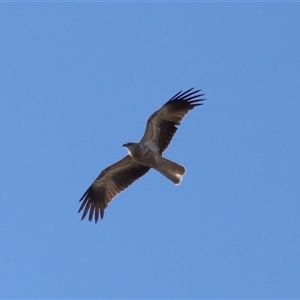 Haliastur sphenurus at Throsby, ACT - 28 Jun 2024