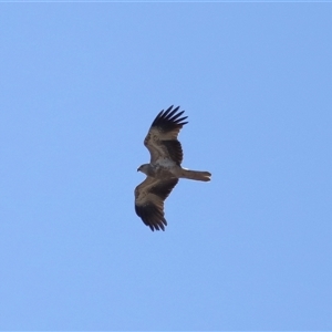 Haliastur sphenurus at Throsby, ACT - 28 Jun 2024