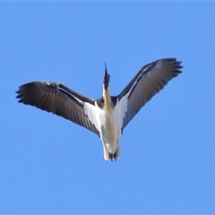 Threskiornis spinicollis at Throsby, ACT - 13 Jul 2024 02:44 PM