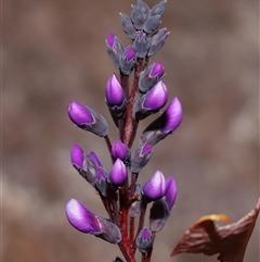 Hardenbergia violacea (False Sarsaparilla) at Tharwa, ACT - 10 Jul 2024 by TimL