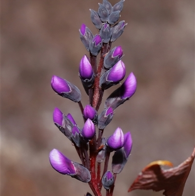 Hardenbergia violacea (False Sarsaparilla) at Tharwa, ACT - 10 Jul 2024 by TimL