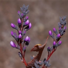 Hardenbergia violacea at Tharwa, ACT - 10 Jul 2024 01:44 PM