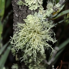 Usnea sp. (genus) at Tharwa, ACT - 10 Jul 2024 by TimL