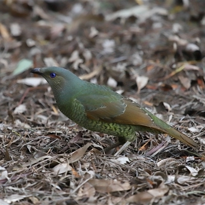 Ptilonorhynchus violaceus (Satin Bowerbird) at Acton, ACT - 25 Aug 2024 by TimL