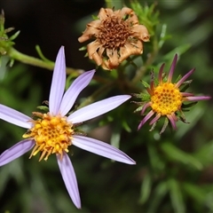 Olearia tenuifolia (Narrow-leaved Daisybush) at Tharwa, ACT - 10 Jul 2024 by TimL