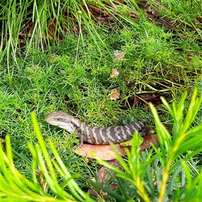 Tiliqua scincoides scincoides at Mount Kembla, NSW - 15 Mar 2023 by BackyardHabitatProject