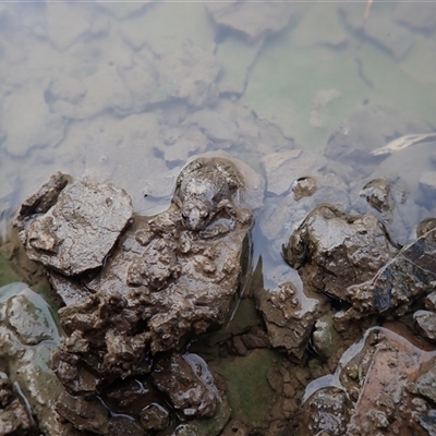 Unidentified Frog at Carrathool, NSW - 25 Sep 2024 by MB